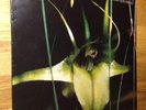 Psychic TV - Dreams Less Sweet LP Some Bizarre Top  Coil TG