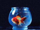VINCE STAPLES Big Fish Theory 2LP Pic Disc Vinyl NEW 2017