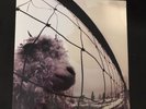 Vs. [LP] by Pearl Jam (Vinyl, Oct-1993, Epic Associated)