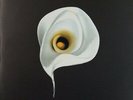 Kings Of Leon, The Bucket, NEW/MINT Numbered Ltd edition 10 inch vinyl single