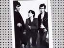 the dogs 