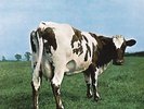 PINK FLOYD - ATOM HEART MOTHER - VINYL LP - NEW