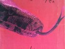 ALICE COOPER “KILLER” 1971 Rare ‘72 Calendar TRI-GATEFOLD COVER VG LP