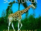 SOFI TUKKER Soft Animals 12