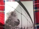 Pearl Jam -Vs epic  vinyl lp