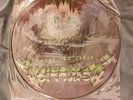 metallica Creeping Death import LP p12 Kit 112