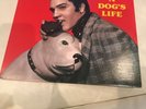 Elvis Presley  a dogs life