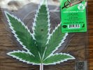 Cheech & Chong's Up In Smoke 40th Anniversary 7