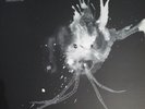 Sigur Ros - Route One LP RSD Vinyl Record Store Day 2018 Limited 500 Jonsi