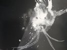 Sigur Ros - Route One LP RSD Vinyl Record Store Day 2018 Limited 500 Jonsi