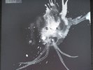 Sigur Ros Route One LP Vinyl Record Limited Ed. 1000 RSD 2018 Mint