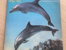 Orange Juice - You Can't Hide Your Love Forever - Original vinyl LP - 1982