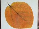 Pete Jolly- Seasons. EX/M- WLP