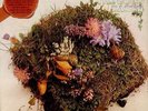 Mann,Manfred's Earth Band-The Good Earth (LP,180g)