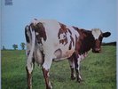 LP IT**PINK FLOYD - ATOM HEART MOTHER (HARVEST '79 / GATEFOLD / RE-ISSUE)**25569