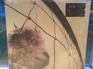 PEARL JAM VS NEW SEALED VINYL REMASTER