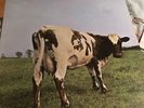 PINK FLOYD-ATOM HEART MOTHER..SUPERB  COMPLETE 1ST UK PRESS N/MINT VINYL LP 1970