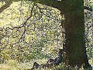 John Lennon Plastic Ono Band LP Australian Pressing