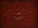 Machine Head - The Burning Red VINYL LP Ltd Edition Coloured MOVLP2064