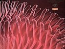 ELECTRIC PRUNES 