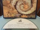 THE MOODY BLUES - A Question of Balance on Reel To Reel Tape in the Original Box