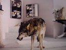 GRINDERMAN - Grinderman 2 - Vinyl (LP + CD + booklet + poster)