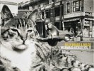 Mermaid Avenue, Vol. 2 by Wilco/Billy Bragg (Vinyl, Nov-2013, Nonesuch (USA))