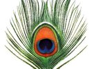 XTC APPLE VENUS VOL 1 ALBUM PRESALE NEW VINYL LP REISSUE OUT 5th OCTOBER