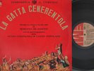 NCCP - La gatta cenerentola