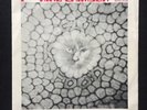 King Crimson: Cat food / Groon. Rare Norway issue. EX+