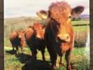 Holy Cow by Dub Dynasty (Vinyl, Apr-2016, 2 Discs, Steppas)
