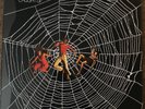 Millie Jackson - Caught Up 1974 Vinyl Album Polydor 2391 147 Near Mint Awesome