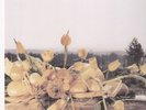Andorra - Caribou - Rock & Pop Music Vinyl
