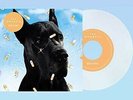 The Wombats - Bee-Sting [New 7
