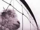 PEARL JAM VS NEW SEALED VINYL LP REISSUE IN STOCK