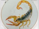 Scorpions 12 Inch Picture Disc Big City Nights Bad Boys Running Wild HARP 5231
