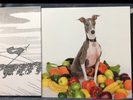SHELLAC Excellent Italian Greyhound LP Vinyl Bonus CD Big Black Steve Albini NEW