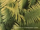 Edgar Froese ?- Epsilon In Malaysian Pale (LP) (VG+/VG)