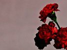 John Legend Love In The Future MARBLE RED/PINK/GREEN VINYL 2LP ALBUM NEW 3