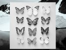 Christian Loffler - Young Alaska 12' + 7' Brand New Sealed Vinyl KI Records.