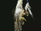 The FALCON WHITE VINYL LP. The Courteeners Sealed RSD 2018