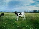 PINK FLOYD (Screaming Abdabs) DARK SIDE OF THE MOO Import Bootleg FREE SHIPPING