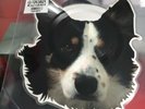 GINGER WILDHEART I WANNA BE YOURS SHAPED PICTURE DISC RECORD STORE DAY RSD 2019