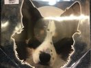 GINGER WILDHEART I WANNA BE YOURS RECORD STORE DAY RSD 2019 VINYL PICTURE DISC