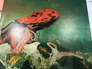 GENTLE GIANT 1972 LP OCTOPUS 2ND UK VERTIGO SPACESHIPS 6360 080 EX/EX-