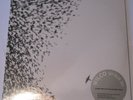 Wilco - Sky Blue Sky (Vinyl, 2 Discs, Nonesuch) Audiophile Half Speed Mastered