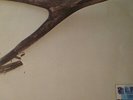 WISHBONE ASH - SAME + PILGRIMAGE (2 LPs) - DE