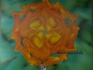BLACK SABBATH AMOROUS CIRCLE RARE 1980 LIVE SUN PLAZA JAPAN VINTAGE 2LP