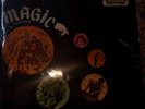 Magic enclosed  aradillo  1969