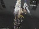 THE COURTEENERS FALCON LTD RSD 2019 180g WHITE VINYL LP + MP3 - SEALED 7730574